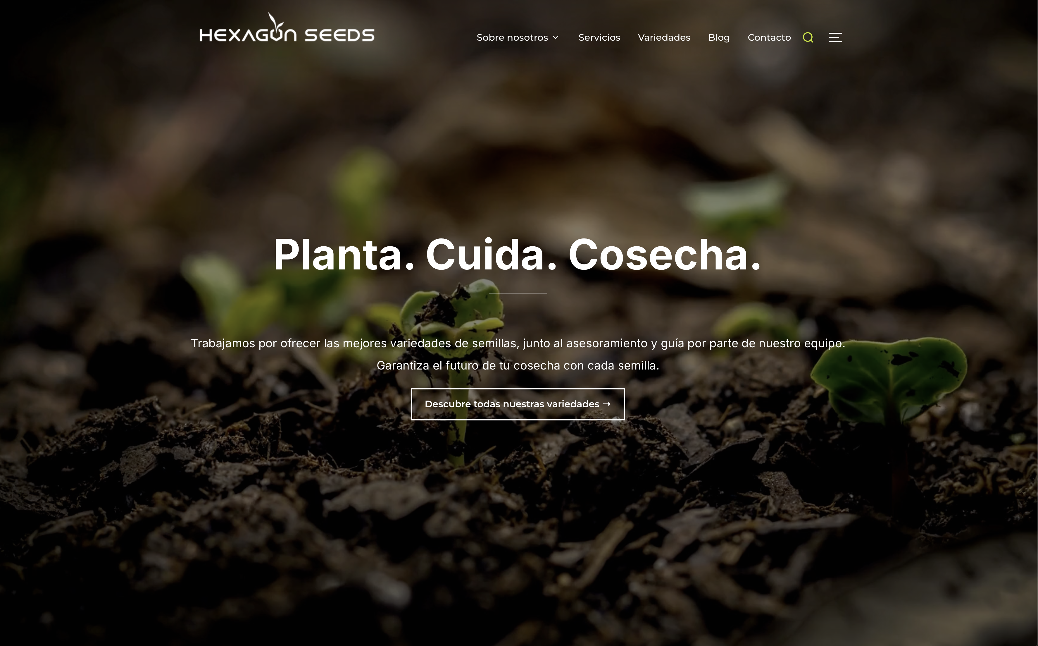 Hexagon Seeds estrena página web