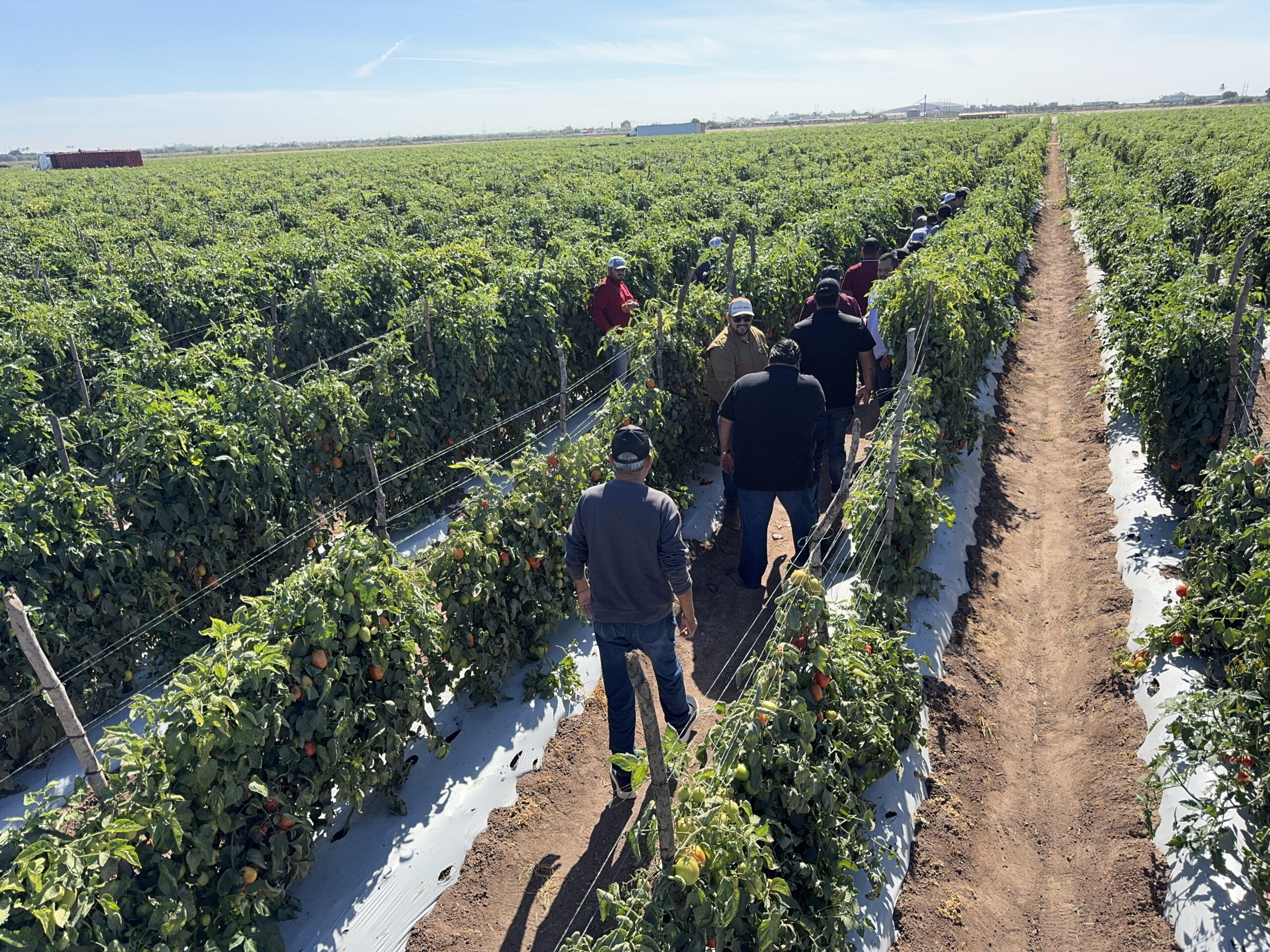 Agricultores comprueban en una jornada de campo el potencial productivo de las semillas de tomate de Hexagon Seeds